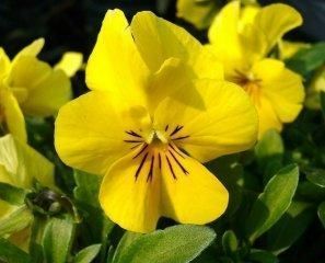 青州2013年绿化苗木价格咨询与订购指南 聚焦万美花卉苗木基地