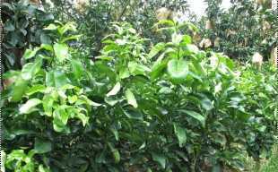 精选三红蜜柚苗与红心蜜柚苗，厂家直供，品质保障，欢迎批发洽谈